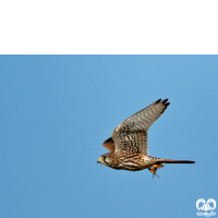 گونه پیغو Levant Sparrowhawk